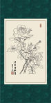 白描月季