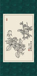 白描月季