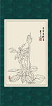 白描月季