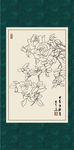 白描月季