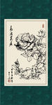 白描月季