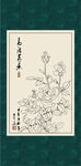 白描月季