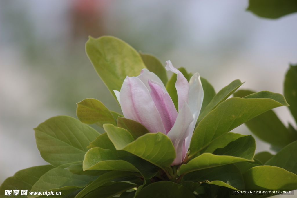 玉兰花