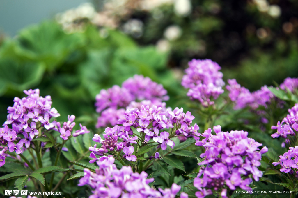 鲜花