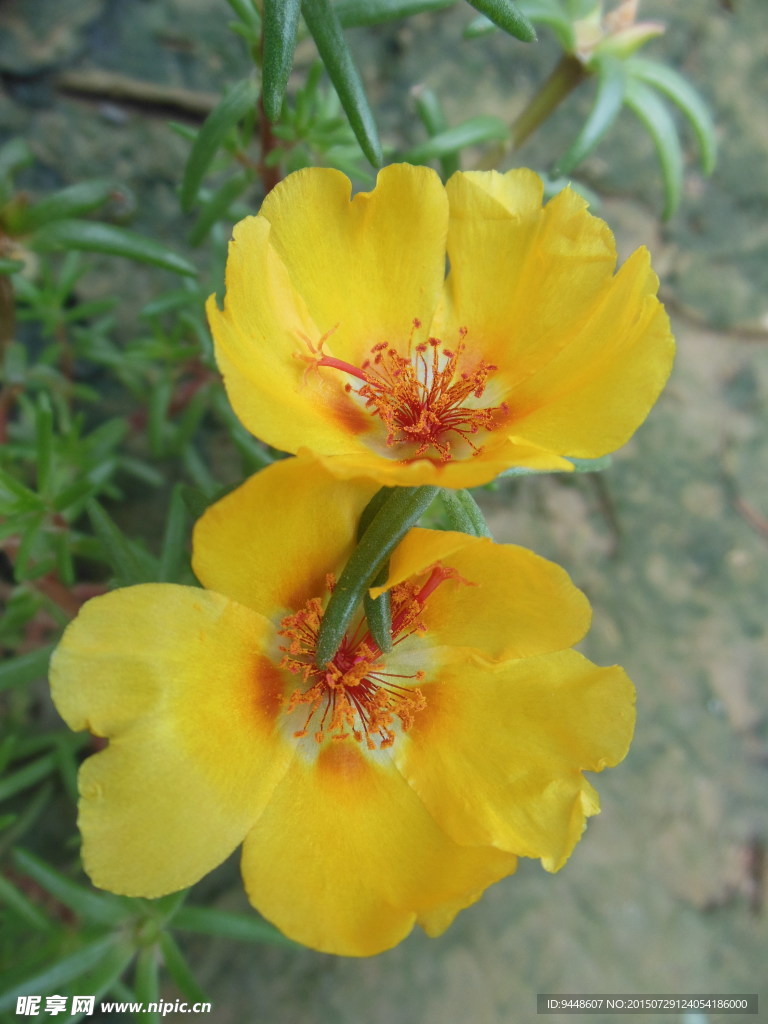 太阳花