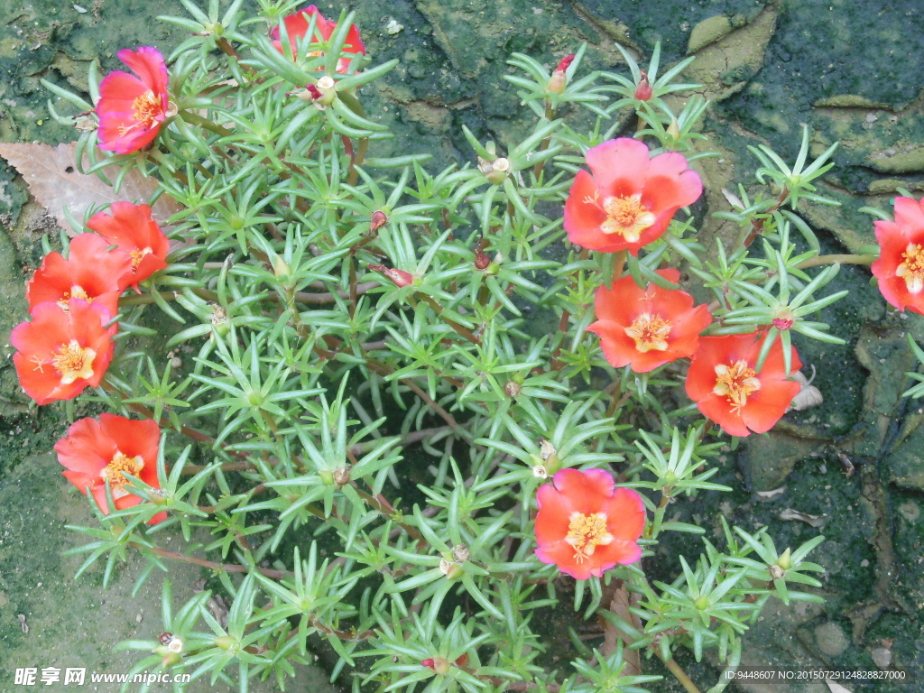 太阳花