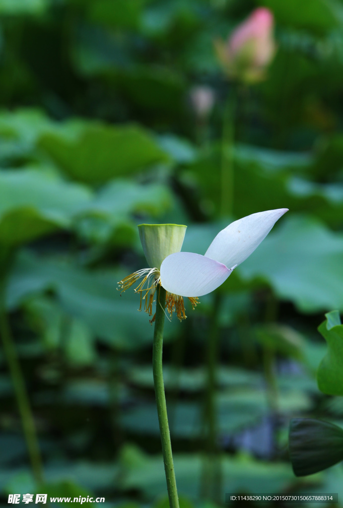 荷花