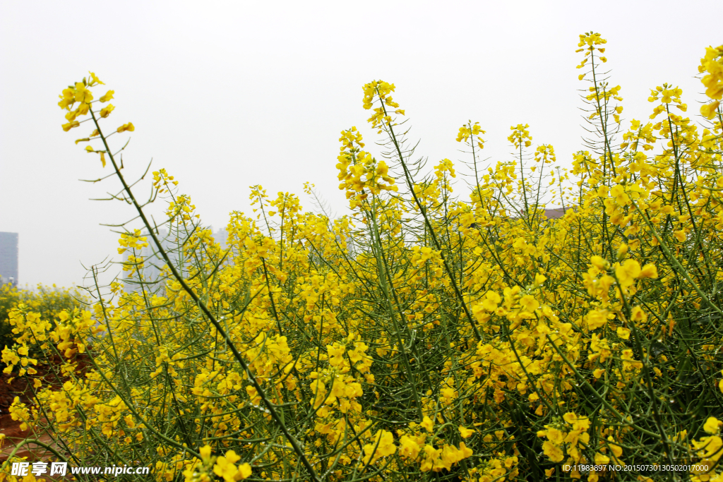 路边油菜花