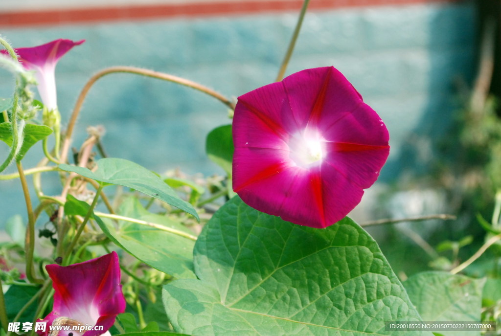 牵牛花