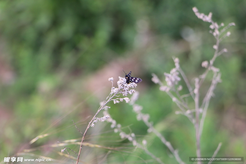 枯草上的黑蝴蝶
