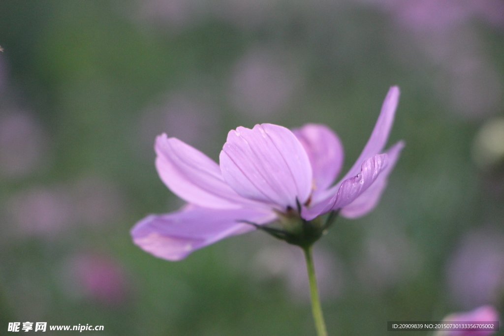 一朵小花