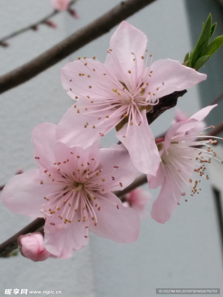 黛玉 桃花