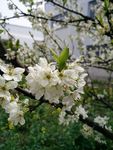 黛玉梨花