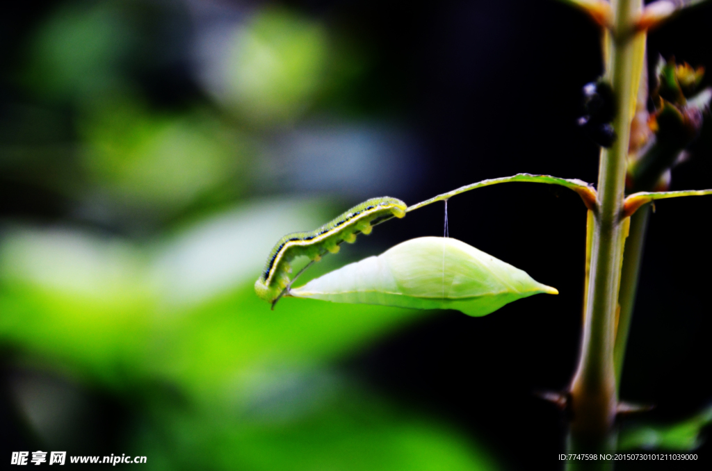 虫和茧