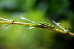 树枝虫子