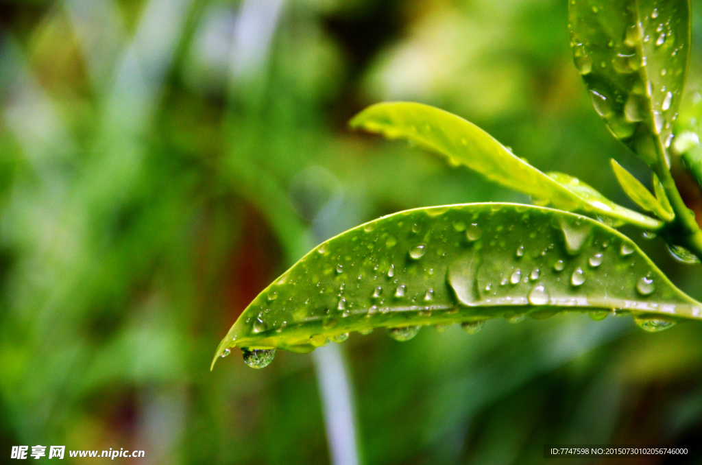 雨露树叶