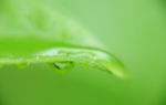 雨露