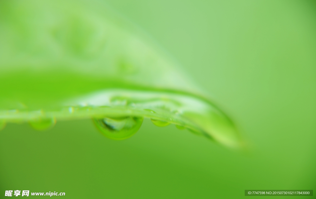 雨露