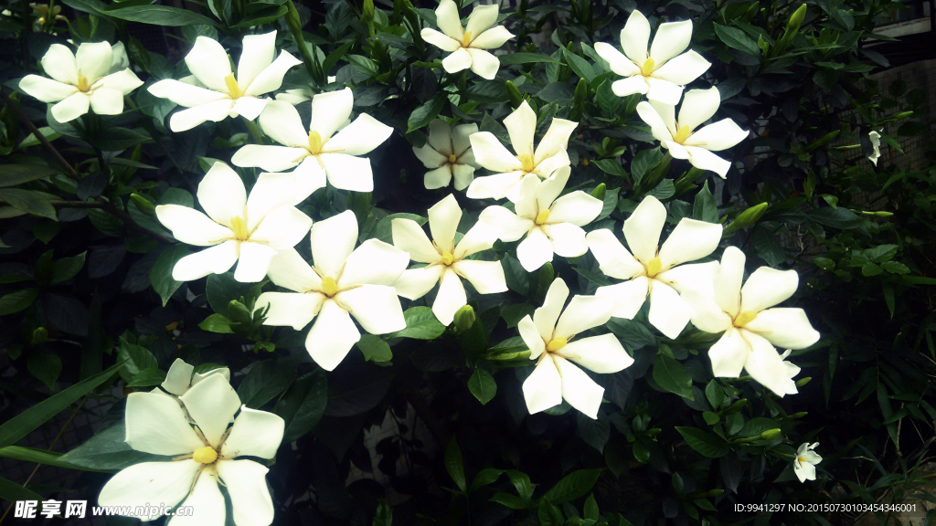 水横枝 栀子花