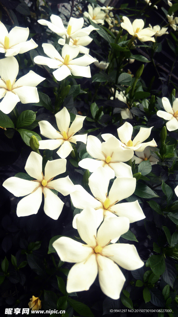 水横枝 栀子花