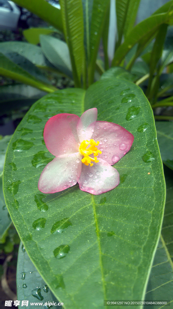 竹节海棠花