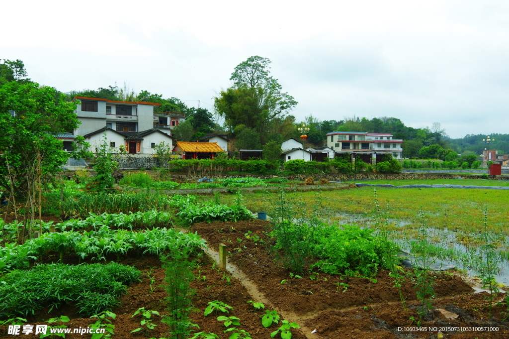 名村家园 乡村菜园