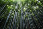 绿色生态自然毛竹林子