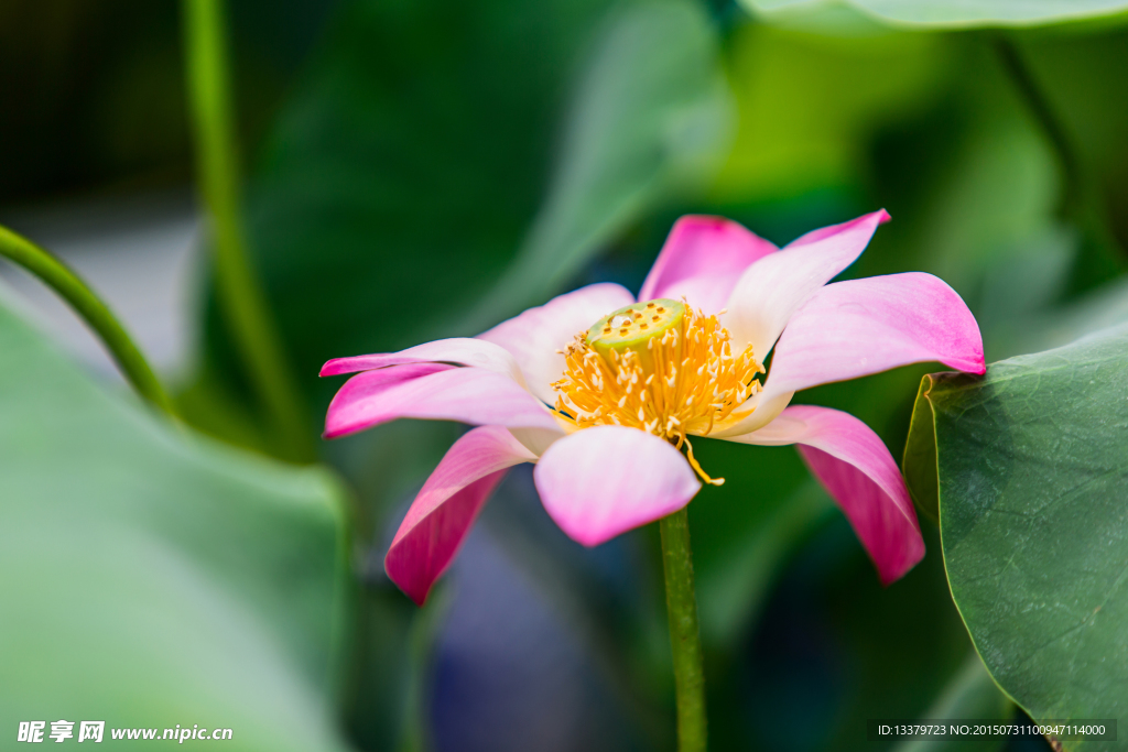 荷花