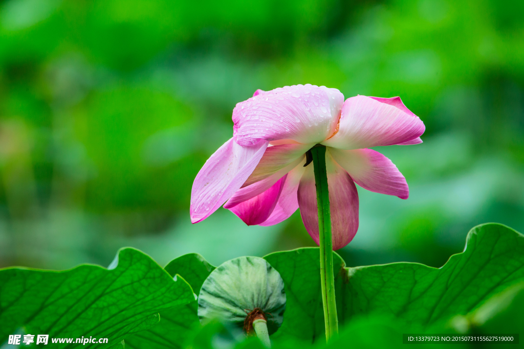 荷花