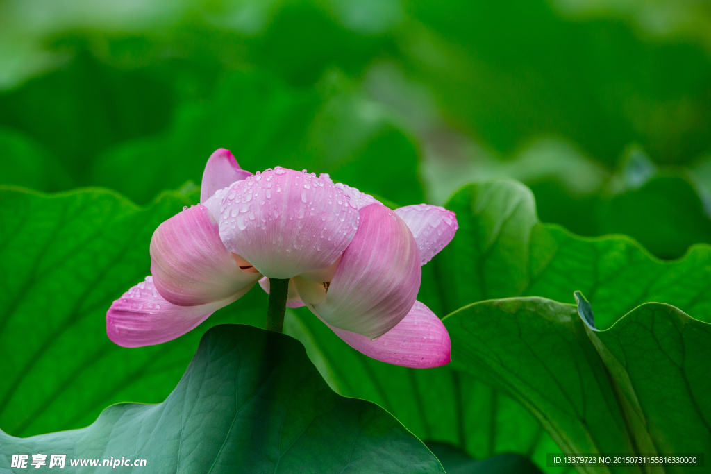 雨后荷花