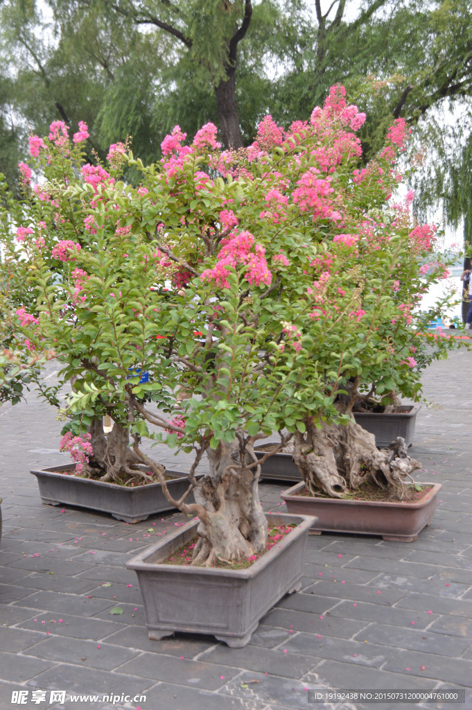 紫薇花