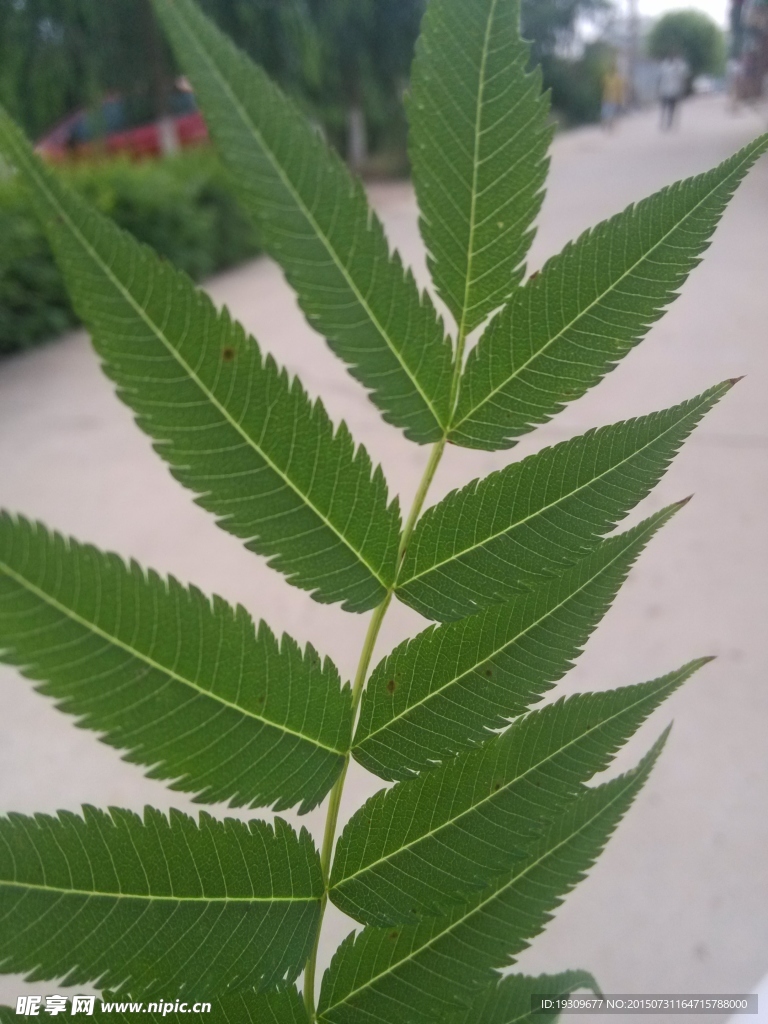 树叶