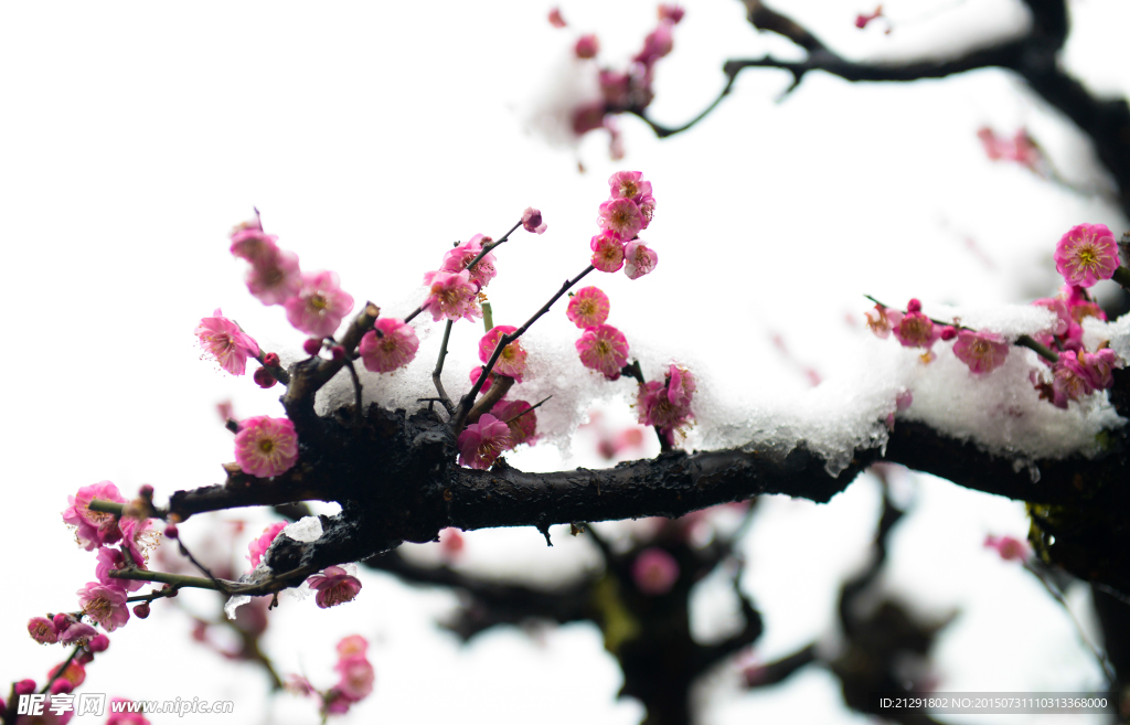 梅花