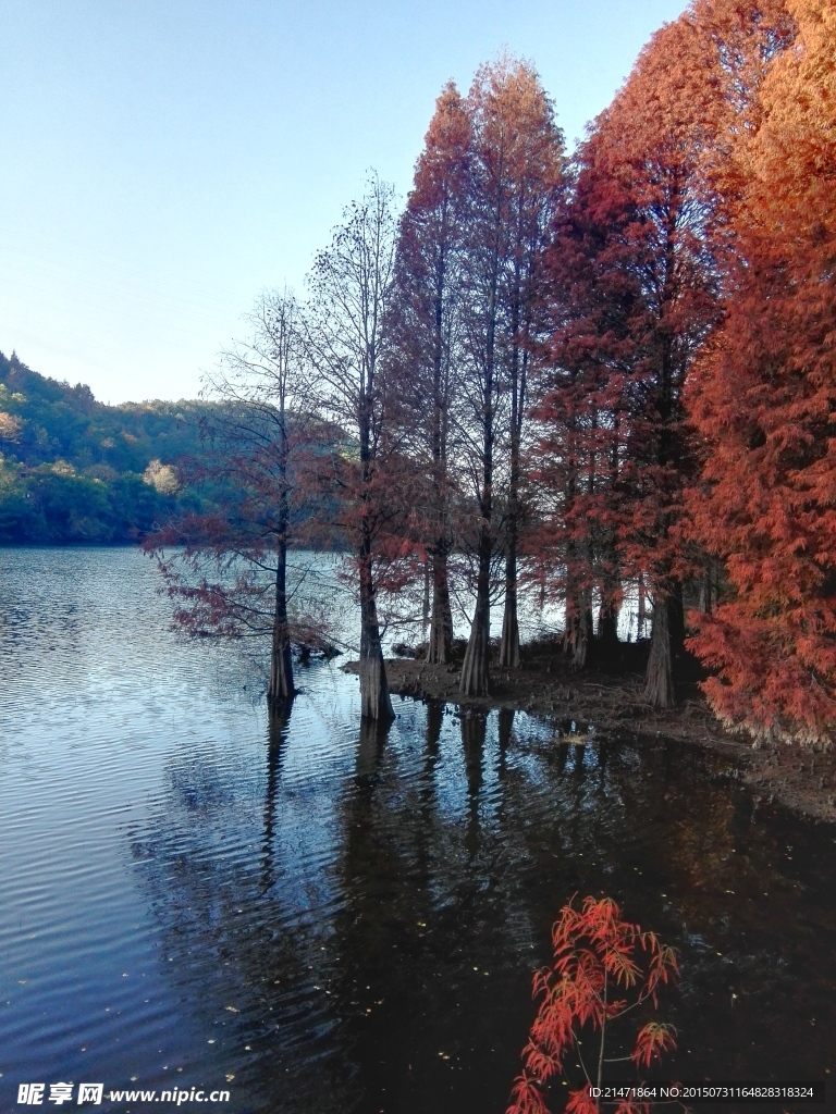 秋天的水杉