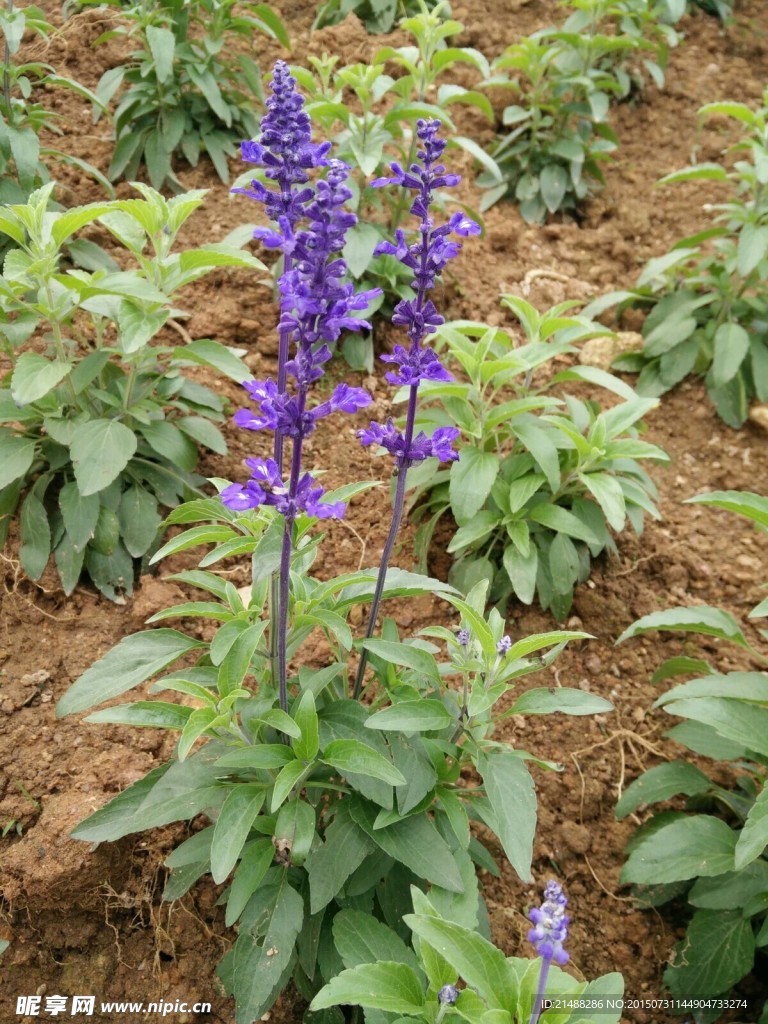 薰衣草