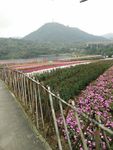 花田