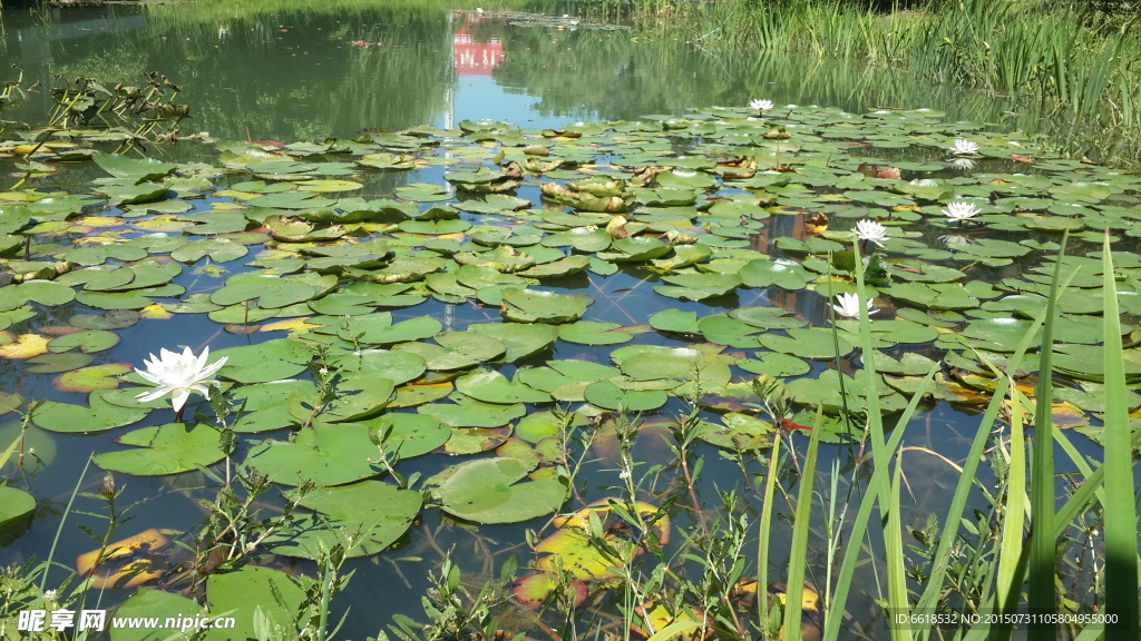 池塘夏荷