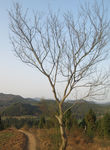 一树一路