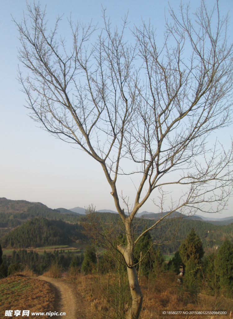 一树一路