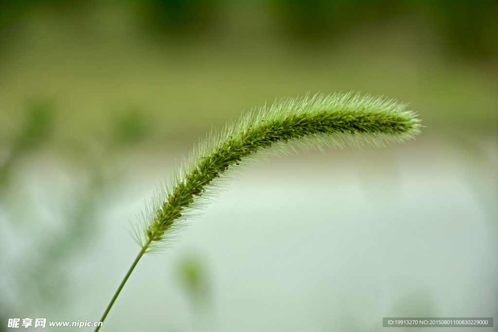 狗尾草