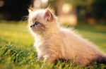 小猫