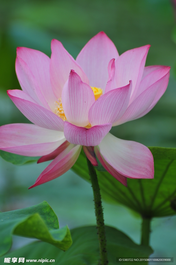 荷花1
