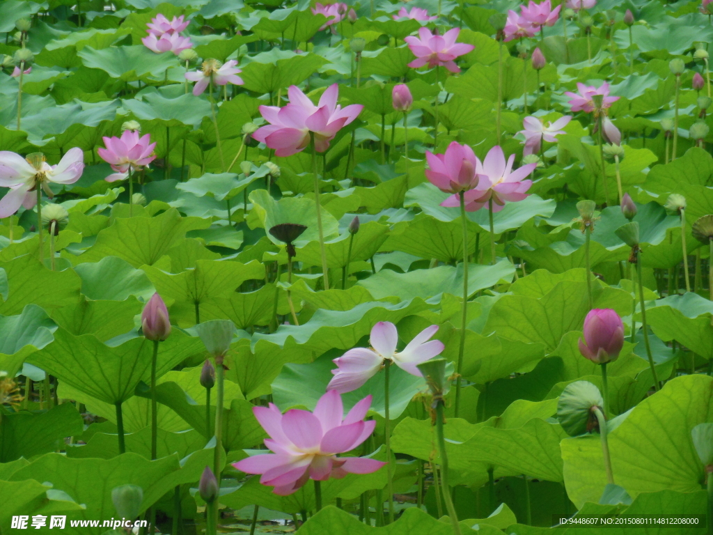 荷花
