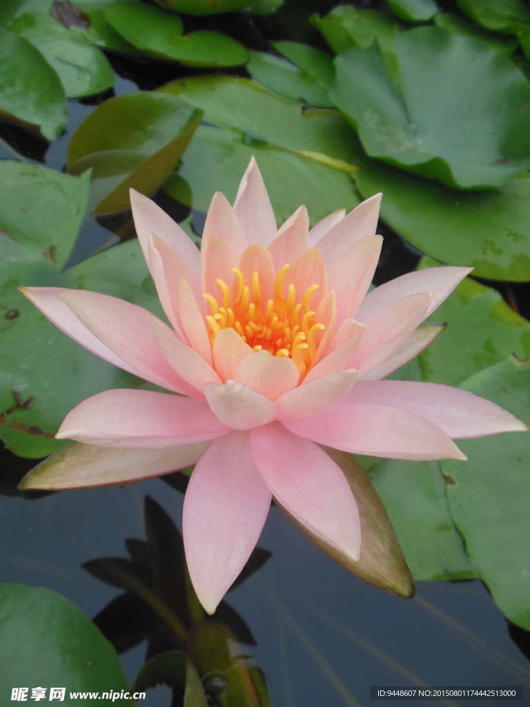 睡莲花