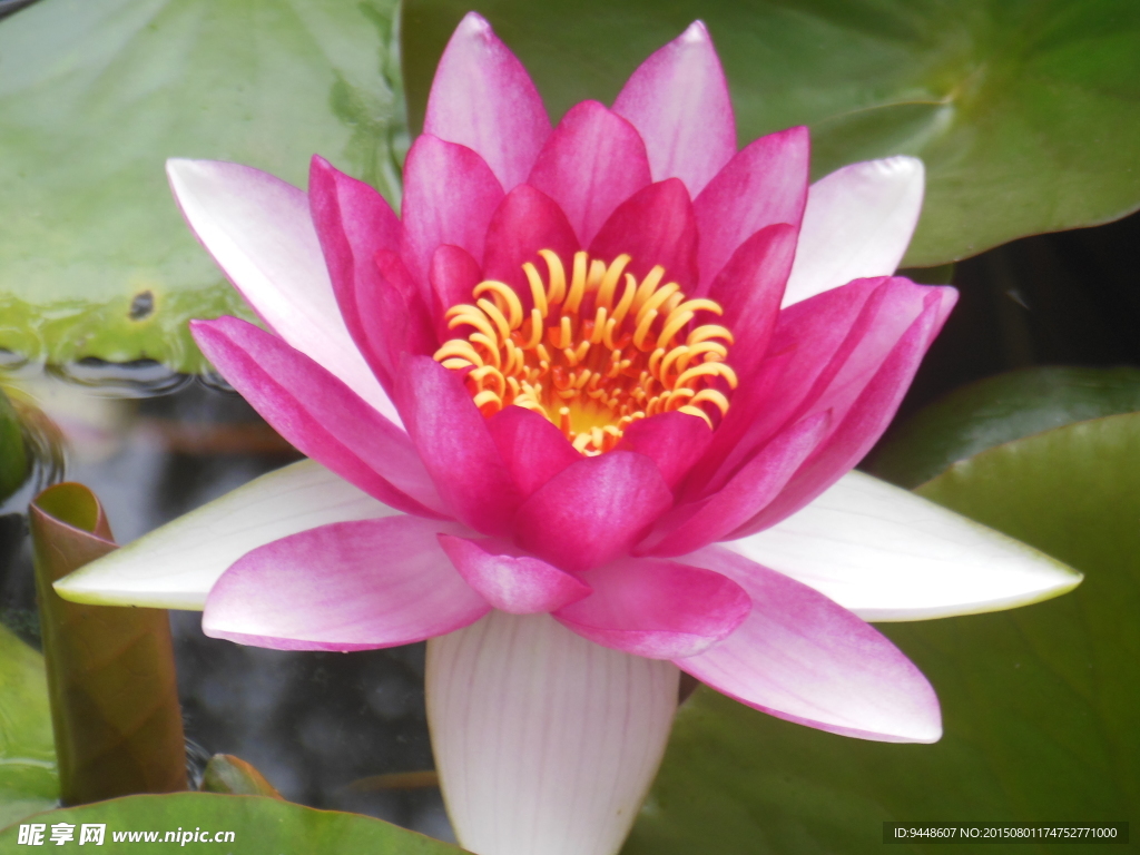 睡莲花