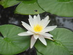 白色睡莲花