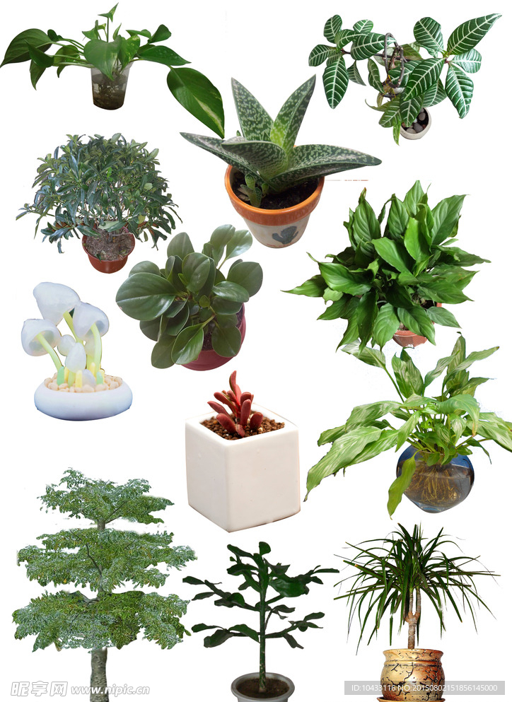 植物盆景素材