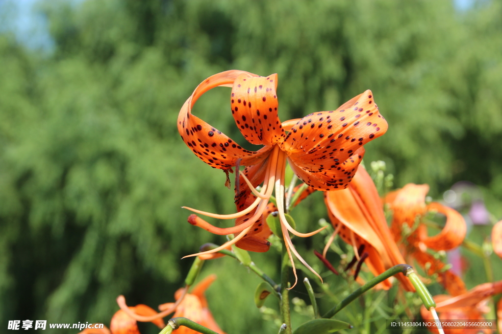 百合花