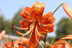 百合花