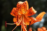 百合花